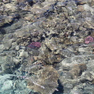 Coral reefs in the Red sea are more resilient to high temperature than most coral reefs around the world
